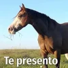 Te presento a un amigo: Un estudio empírico sobre los caballos (Spanish Edition) (EPUB)