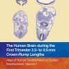 The Human Brain during the First Trimester 3.5- to 4.5-mm Crown-Rump Lengths: Atlas of Human Central Nervous System Development, Volume 1 (Original PDF from Publisher)