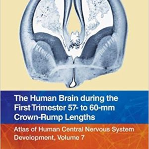 The Human Brain during the First Trimester 57- to 60-mm Crown-Rump Lengths: Atlas of Human Central Nervous System Development, Volume 7 (Original PDF from Publisher)