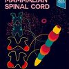 The Mammalian Spinal Cord (Original PDF from Publisher)