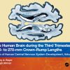 The Human Brain during the Third Trimester 260– to 270–mm Crown-Rump Lengths: Atlas of Central Nervous System Development, Volume 12 (Atlas of Central Nervous System Development, 12) (Original PDF from Publisher)