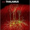 The Cerebral Cortex and Thalamus (Original PDF from Publisher)