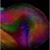 The Evolutionary Roots of Human Brain Diseases (EPUB)