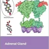 Adrenal Gland (Volume 124) (Vitamins and Hormones, Volume 124) (Original PDF from Publisher)