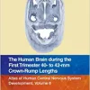 The Human Brain during the First Trimester 40- to 42-mm Crown-Rump Lengths: Atlas of Human Central Nervous System Development, Volume 6 (Original PDF from Publisher)