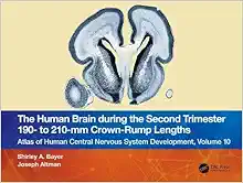 The Human Brain during the Second Trimester 190– to 210–mm Crown-Rump Lengths: Atlas of Human Central Nervous System Development, Volume 10 (Atlas of Human Central Nervous System Development, 10) (Original PDF from Publisher)