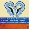 The Human Brain during the Second Trimester 96– to 150–mm Crown-Rump Lengths: Atlas of Human Central Nervous System Development, Volume 8 (Atlas of Human Central Nervous System Development, 8) (Original PDF from Publisher)