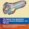 The Spinal Cord during the First and Early Second Trimesters 4- to 108-mm Crown-Rump Lengths: Atlas of Human Central Nervous System Development, Volume 14 (Original PDF from Publisher)