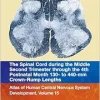 The Spinal Cord during the Middle Second Trimester through the 4th Postnatal Month 130- to 440-mm Crown-Rump Lengths: Atlas of Human Central Nervous System Development, Volume 15, 1st Edition (Original PDF from Publisher)