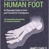 Understanding the Human Foot: An Illustrated Guide to Form and Function for Practitioners (EPUB)