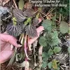Walking Together, Working Together: Engaging Wisdom for Indigenous Well-Being (Patterns of Northern Traditional Healing Series) (EPUB)