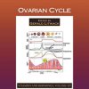 Ovarian Cycle, Volume 107 (Vitamins and Hormones) (Original PDF from Publisher)