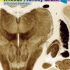 The Rhesus Monkey Brain in Stereotaxic Coordinates, 4th Edition (Original PDF from Publisher)