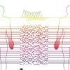 Understanding EMG (Oxford)