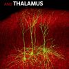 The Cerebral Cortex and Thalamus (EPUB)