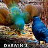 Darwin’s Psychology (Original PDF from Publisher)
