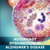 Autophagy Dysfunction in Alzheimer’s Disease and Dementia (EPUB)