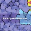 Parathyroid Hormone (Volume 120) (Original PDF from Publisher)