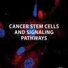 Cancer Stem Cells and Signaling Pathways (EPUB)