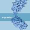 Glycation (Original PDF from Publisher)