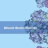 Blood-Brain Barrier (Original PDF from Publisher)