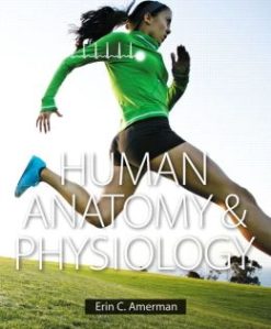 Human Anatomy & Physiology (Erin C. Amerman)