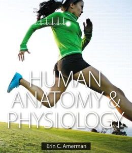 Human Anatomy & Physiology (Erin C. Amerman)