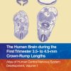 The Human Brain during the First Trimester 3.5- to 4.5-mm Crown-Rump Lengths: Atlas of Human Central Nervous System Development, Volume 1 (EPUB)