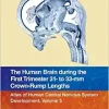 The Human Brain during the First Trimester 31- to 33-mm Crown-Rump Lengths: Atlas of Human Central Nervous System Development, Volume 5, 1st edition (Original PDF from Publisher)