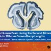 The Human Brain during the Second Trimester 160– to 170–mm Crown-Rump Lengths: Atlas of Human Central Nervous System Development, Volume 9 (Original PDF from Publisher)