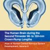 The Human Brain during the Second Trimester 96– to 150–mm Crown-Rump Lengths: Atlas of Human Central Nervous System Development, Volume 8 (EPUB)