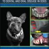 Breed Predispositions to Dental and Oral Disease in Dogs (EPUB)