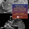 Ultrasound of Mouse Fetal Development and Human Correlates (Reproductive Medicine and Assisted Reproductive Techniques Series) (Original PDF from Publisher)