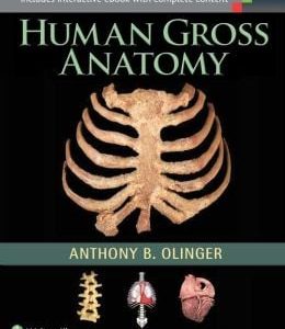 Human Gross Anatomy