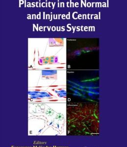 Endothelial Cell Plasticity in the Normal and Injured Central Nervous System