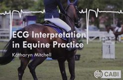 ECG Interpretation in Equine Practice (Original PDF from Publisher)