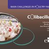 Main Challenges in Poultry Farming. Colibacillosis (EPUB)