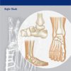Handbook of Foot and Ankle Orthopedics (Original PDF from Publisher)