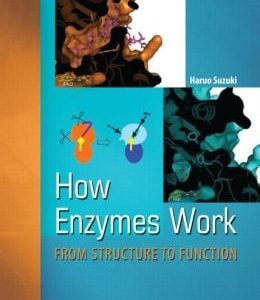 How Enzymes Work: From Structure to Function