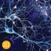 Neurology for Non-Neurologists 2022 (Videos)