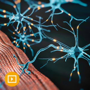 Electrodiagnostic Medicine and Neuromuscular Disorders 2023 (Videos)