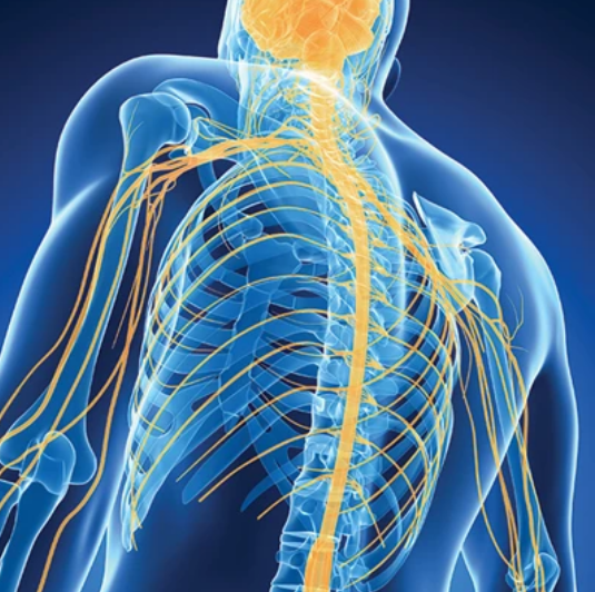 Samuels Comprehensive Review of Neurology 2026 (Videos + PDFs)