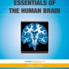 Essentials of the Human Brain