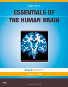 Essentials of the Human Brain