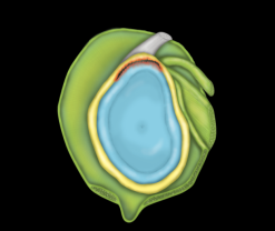 MRIOnline MRI Mastery Series: SLAP Lesions 2020 (Videos)