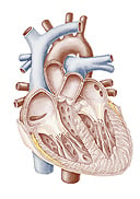 Comprehensive Cardiology Seminar and Board Review Course (NYU) 2015 (Videos)
