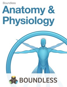 The Boundless Anatomy & Physiology