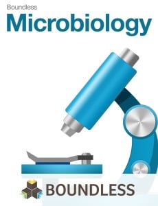 The Boundless Microbiology