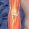 2020 Mayo Clinic Teach the Teachers Elbow Course – Forging the Future (Videos)