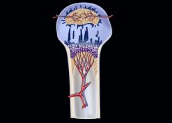 MRIOnline Imaging Mastery Series: Pediatric MSK 2019 (Videos)